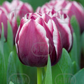 Hectarul - Bulbi de lalea Muralto, 5 bulbi